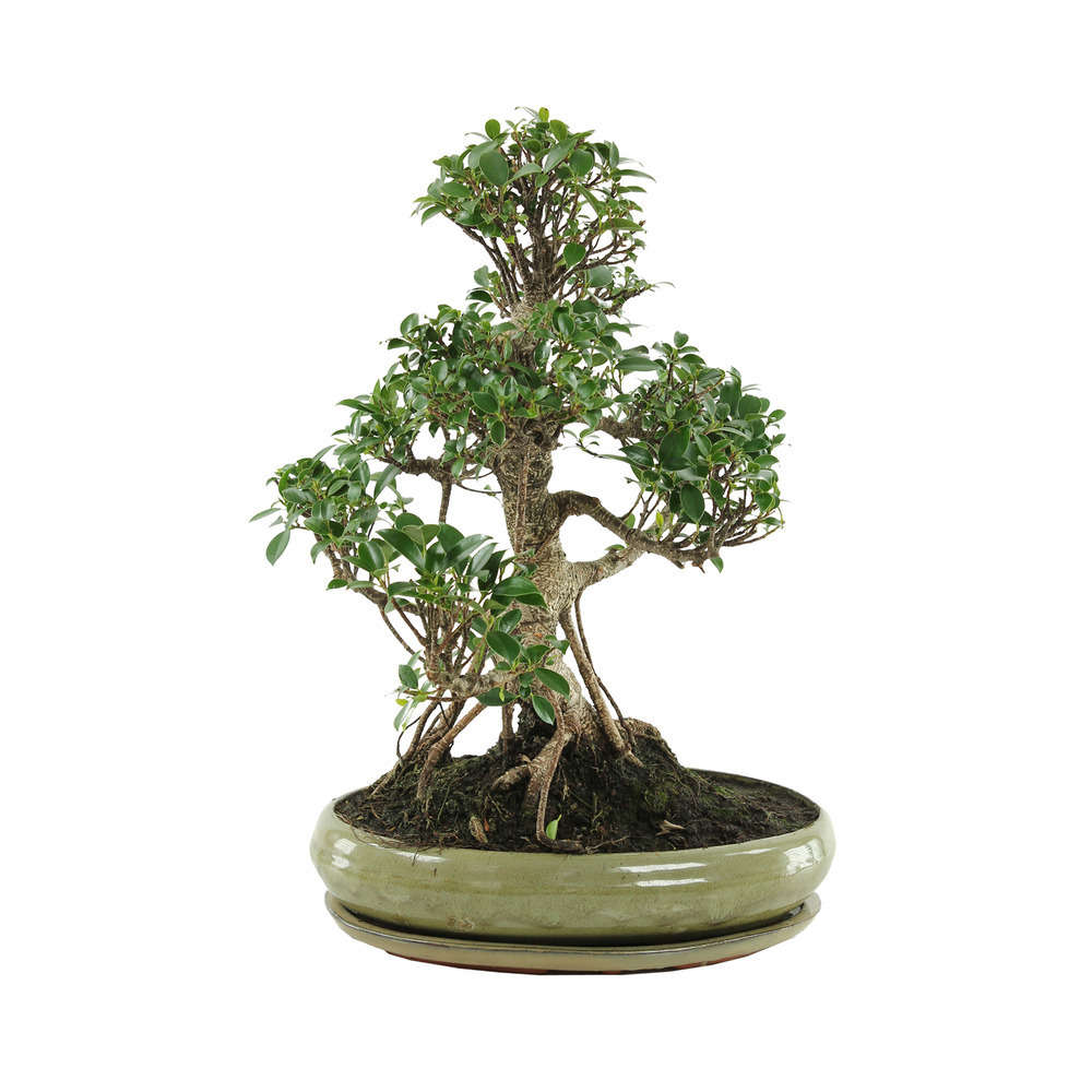 Bonsaï Ficus :20-25 ans étage