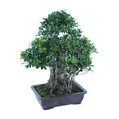 Bonsaï Ficus :30-35 ans étage