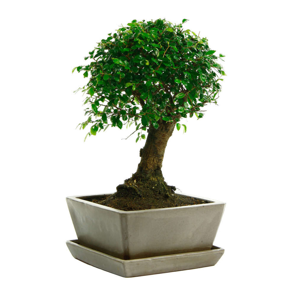 Bonsaï Orme de Chine :7-9 ans boule