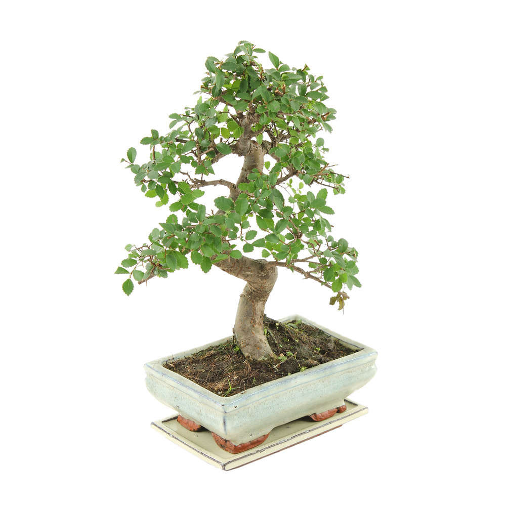 Bonsaï Orme de Chine :7-9 ans étage