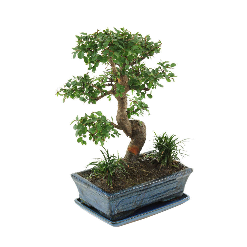 Bonsaï Orme de Chine :10-12 ans étage