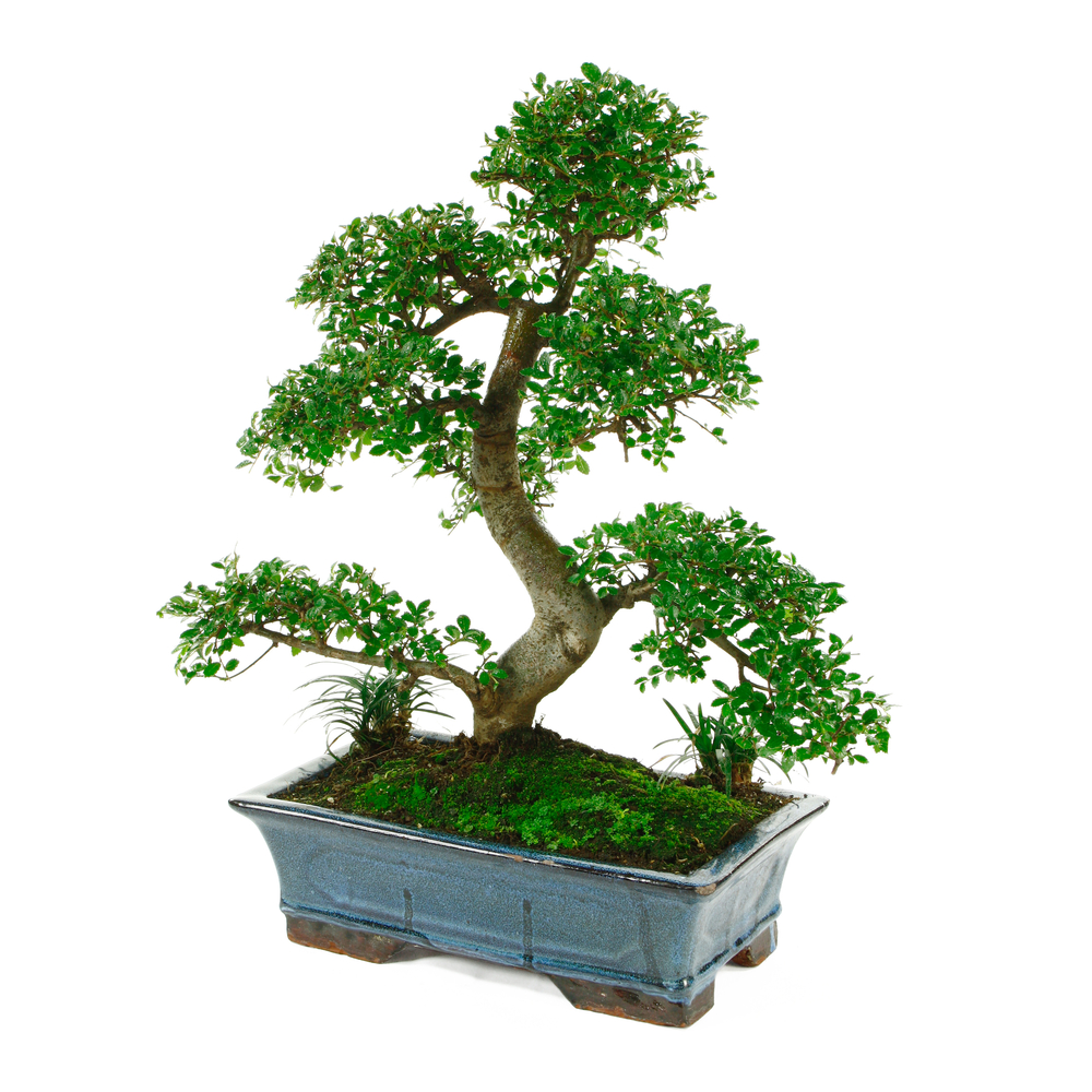 Bonsaï Orme de Chine :13-14 ans étage