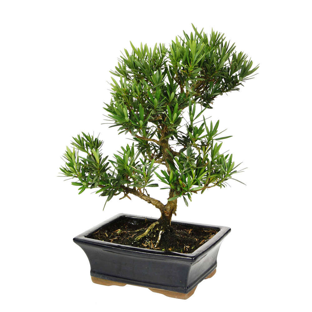Bonsaï Podocarpus :7-9 ans étage
