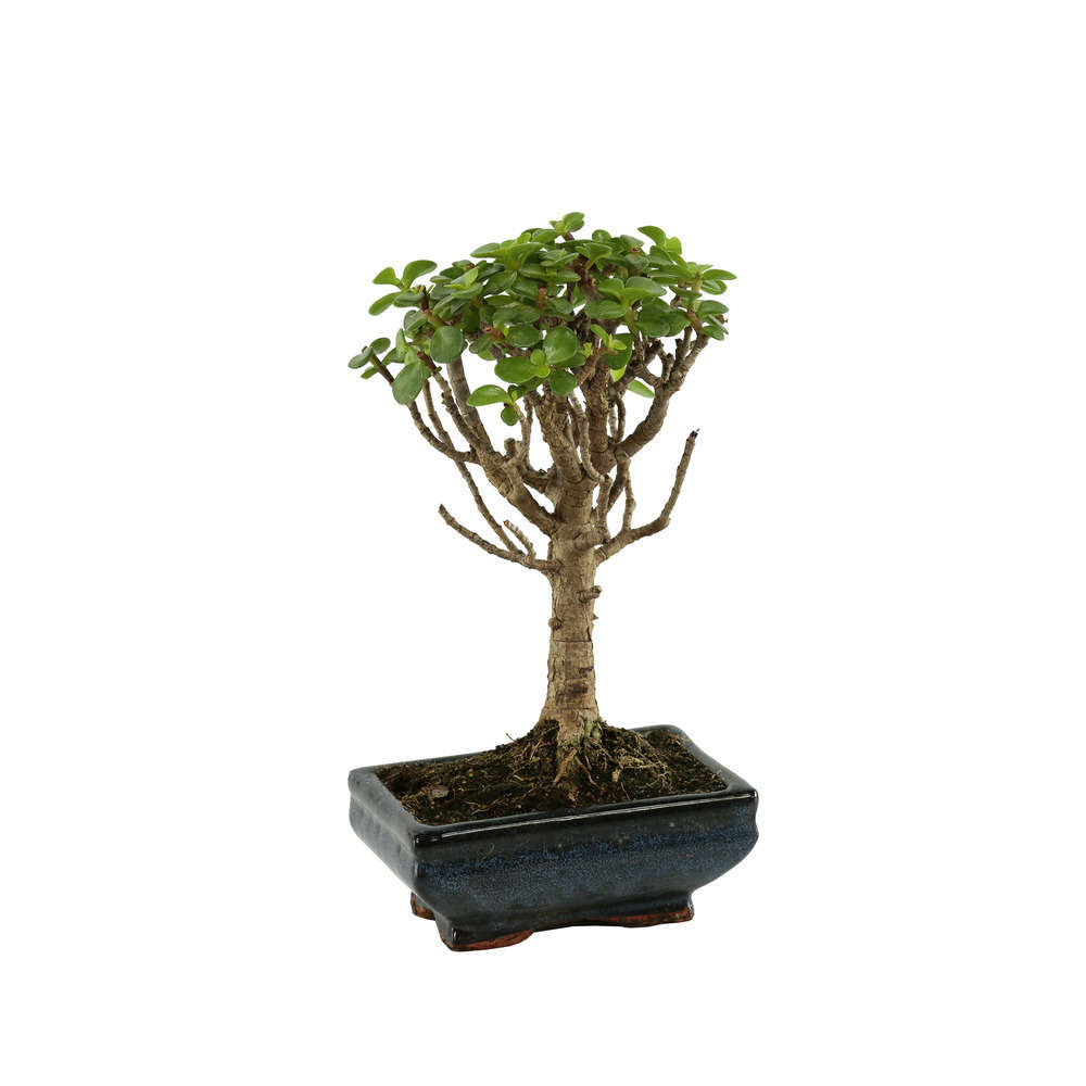 Bonsaï Portulacaria:5-6 ans boule