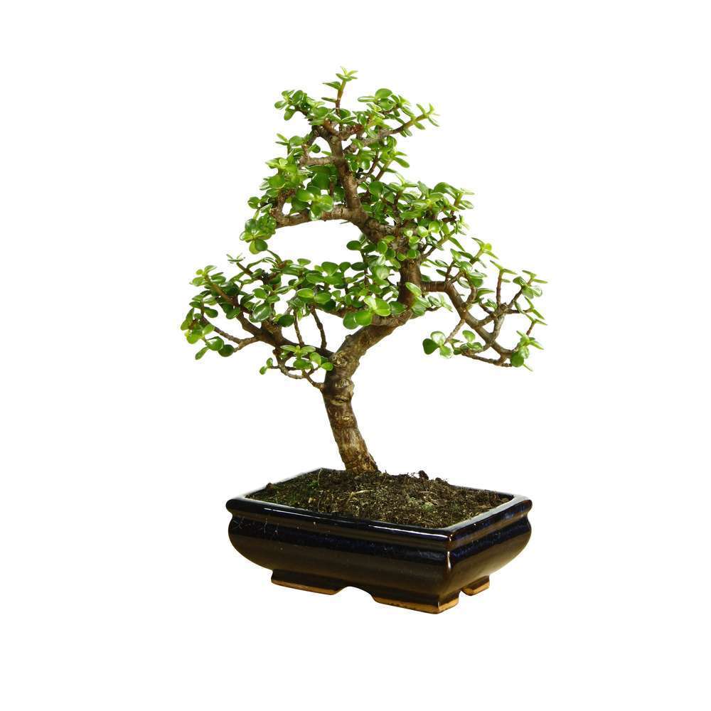 Bonsaï Portulacaria:7-9 ans étage