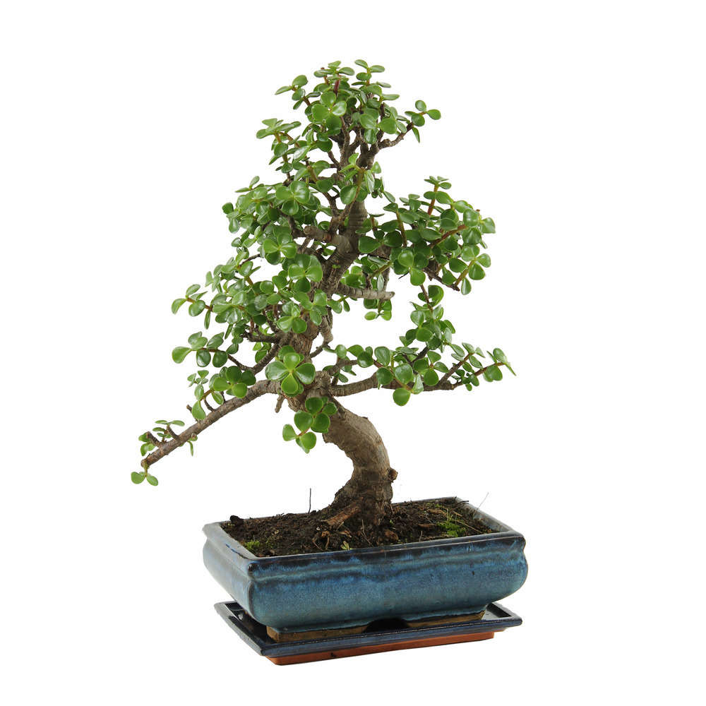 Bonsaï Portulacaria:10-12 ans étage