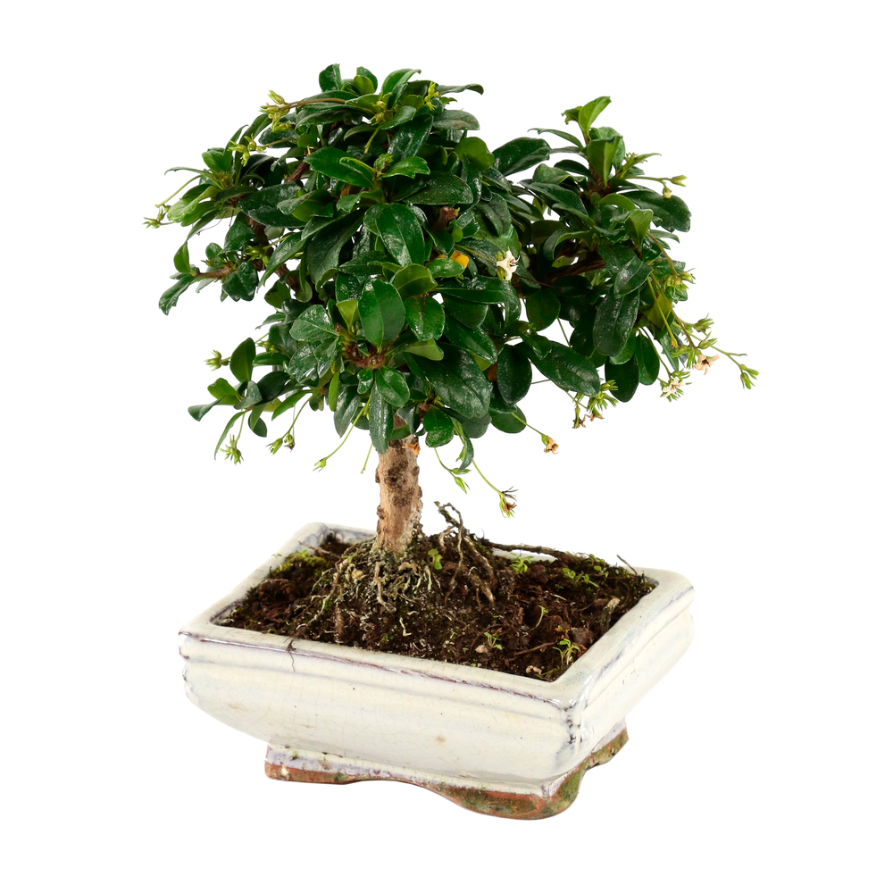 Bonsaï Carmona :5-6 ans boule