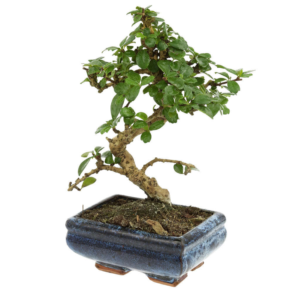 Bonsaï Carmona :5-6 ans étage