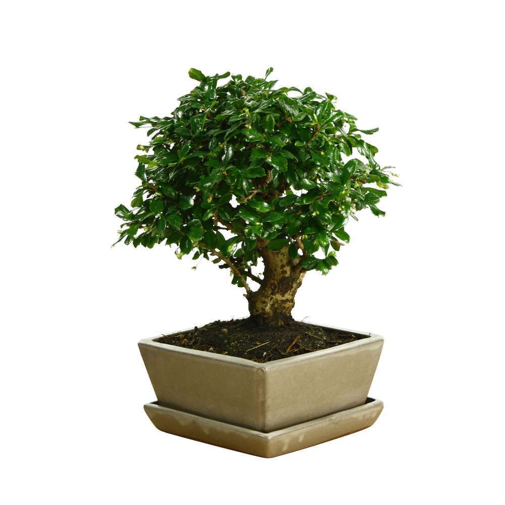 Bonsaï Carmona :7-9 ans boule