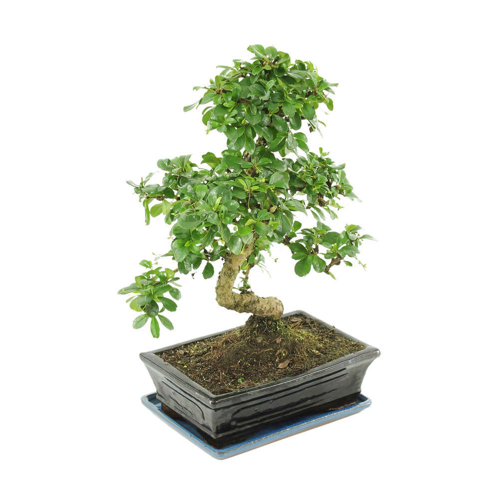 Bonsaï Carmona :10-12 ans étage