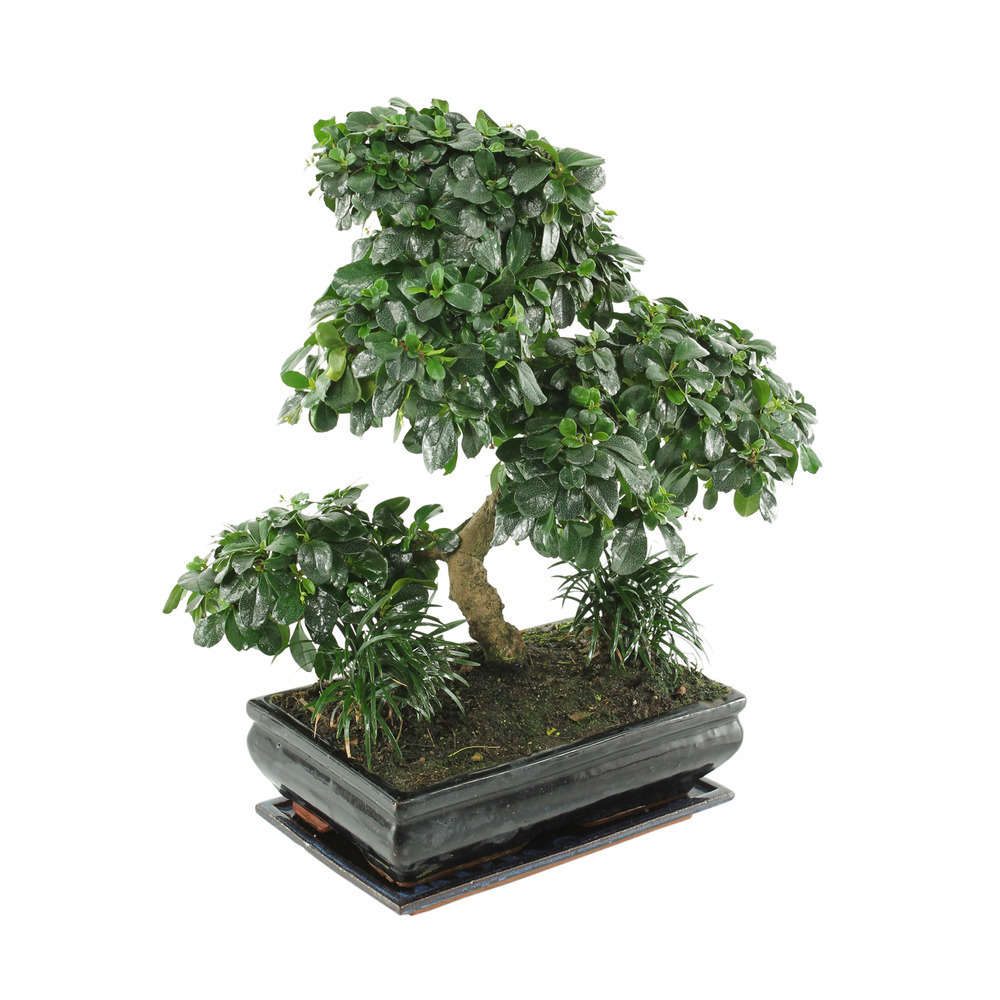 Bonsaï Carmona :13-14 ans étage