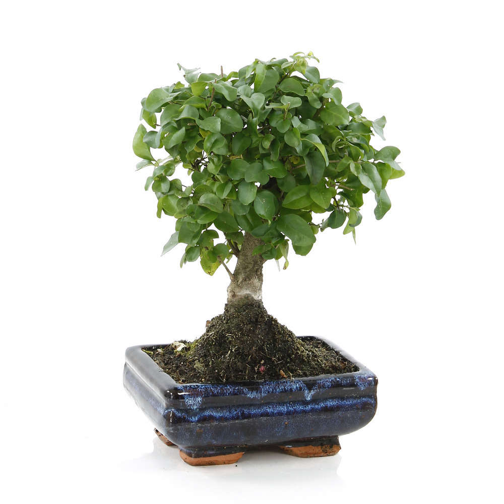 Bonsaï Ligustrum: 5-6 ans boule