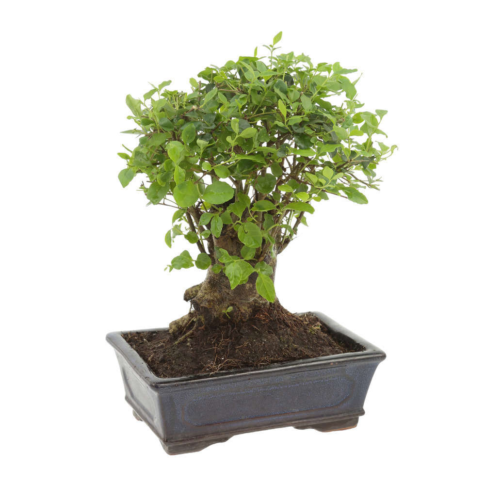 Bonsaï Ligustrum: 7-9 ans boule