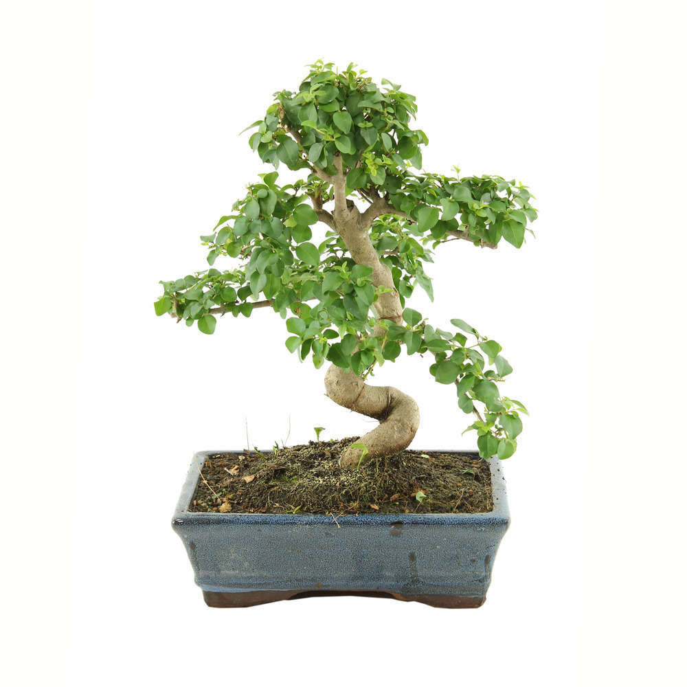 Bonsaï Ligustrum: 7-9 ans étage