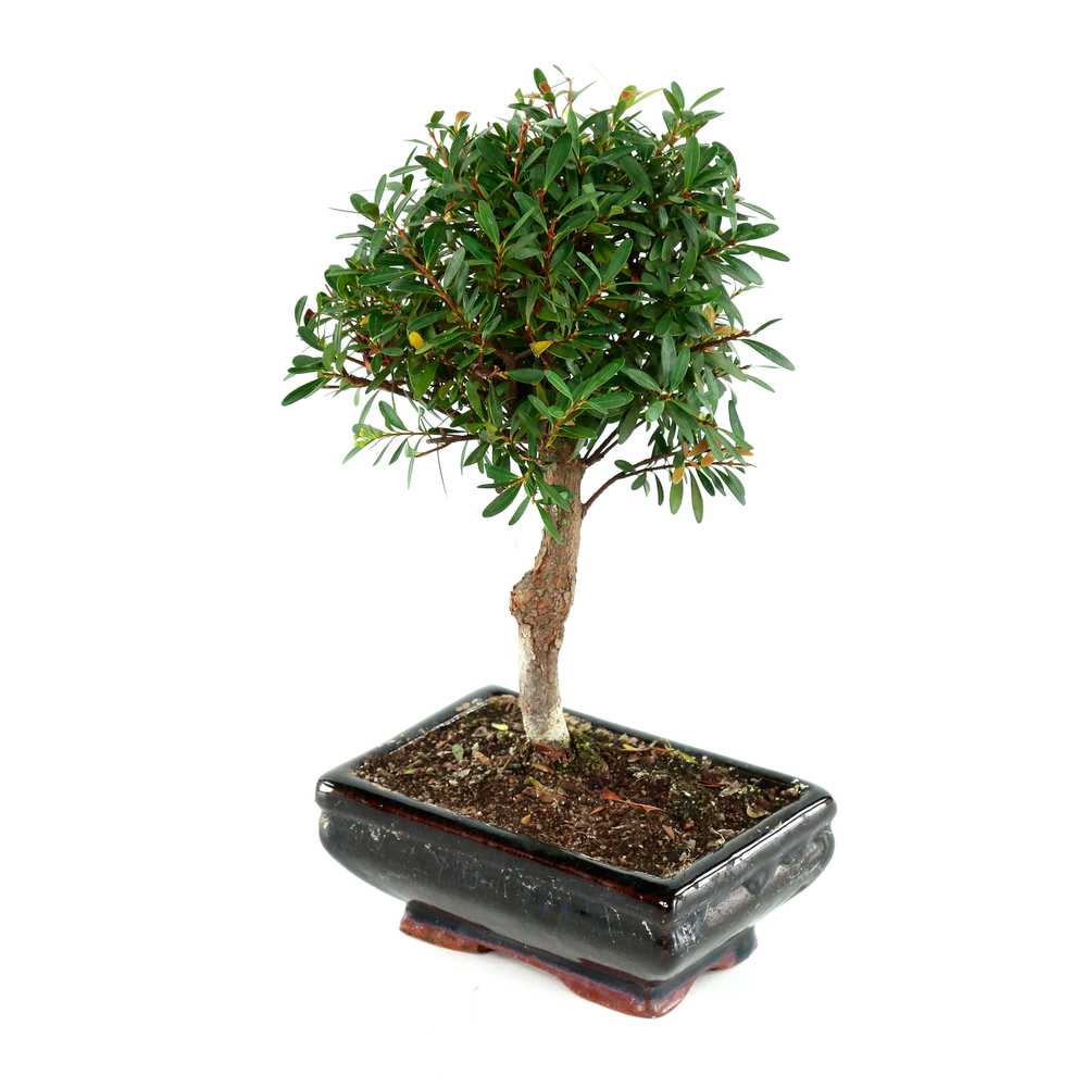 Bonsaï Myrte:4-5 ans