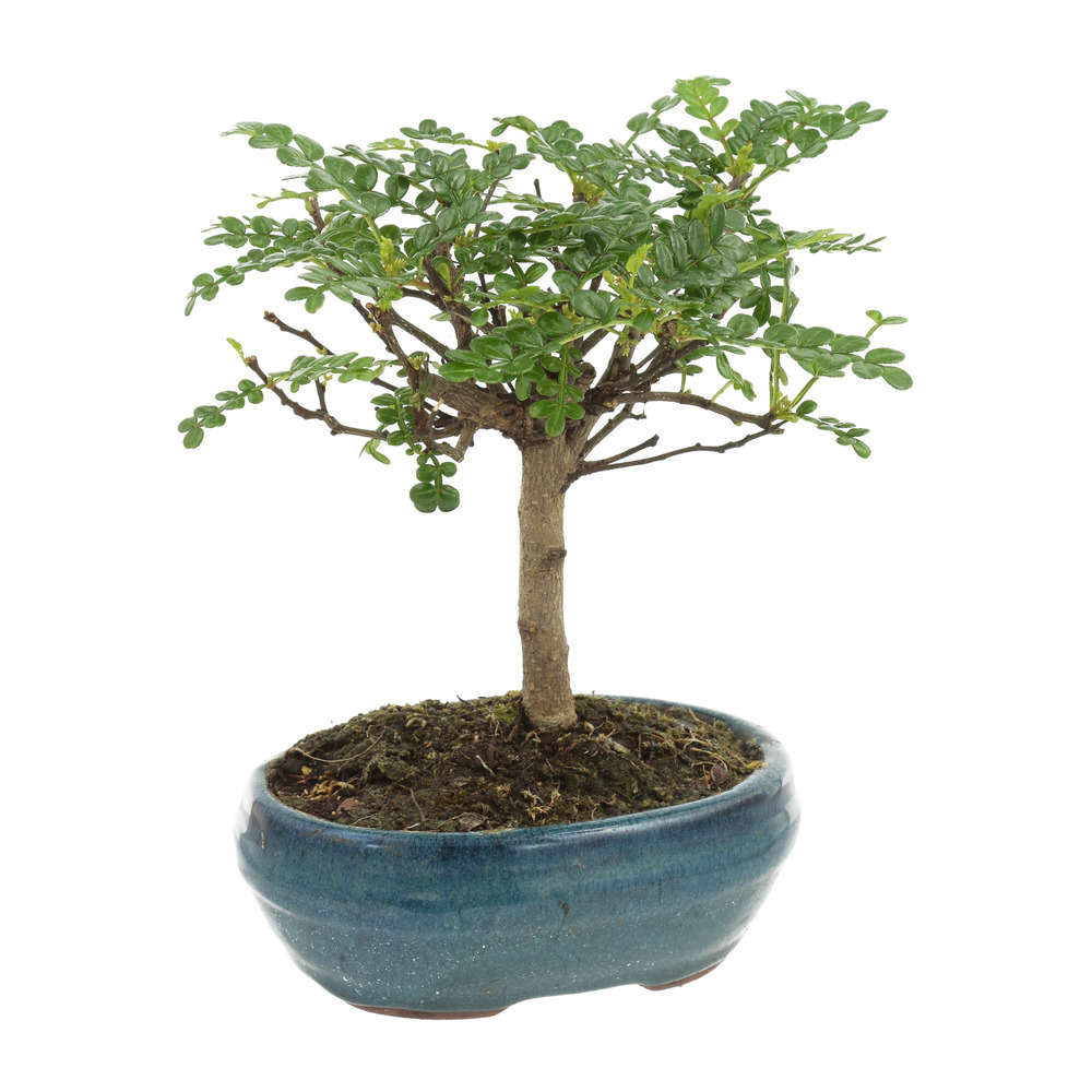 Bonsaï Poivrier :5-6 ans boule