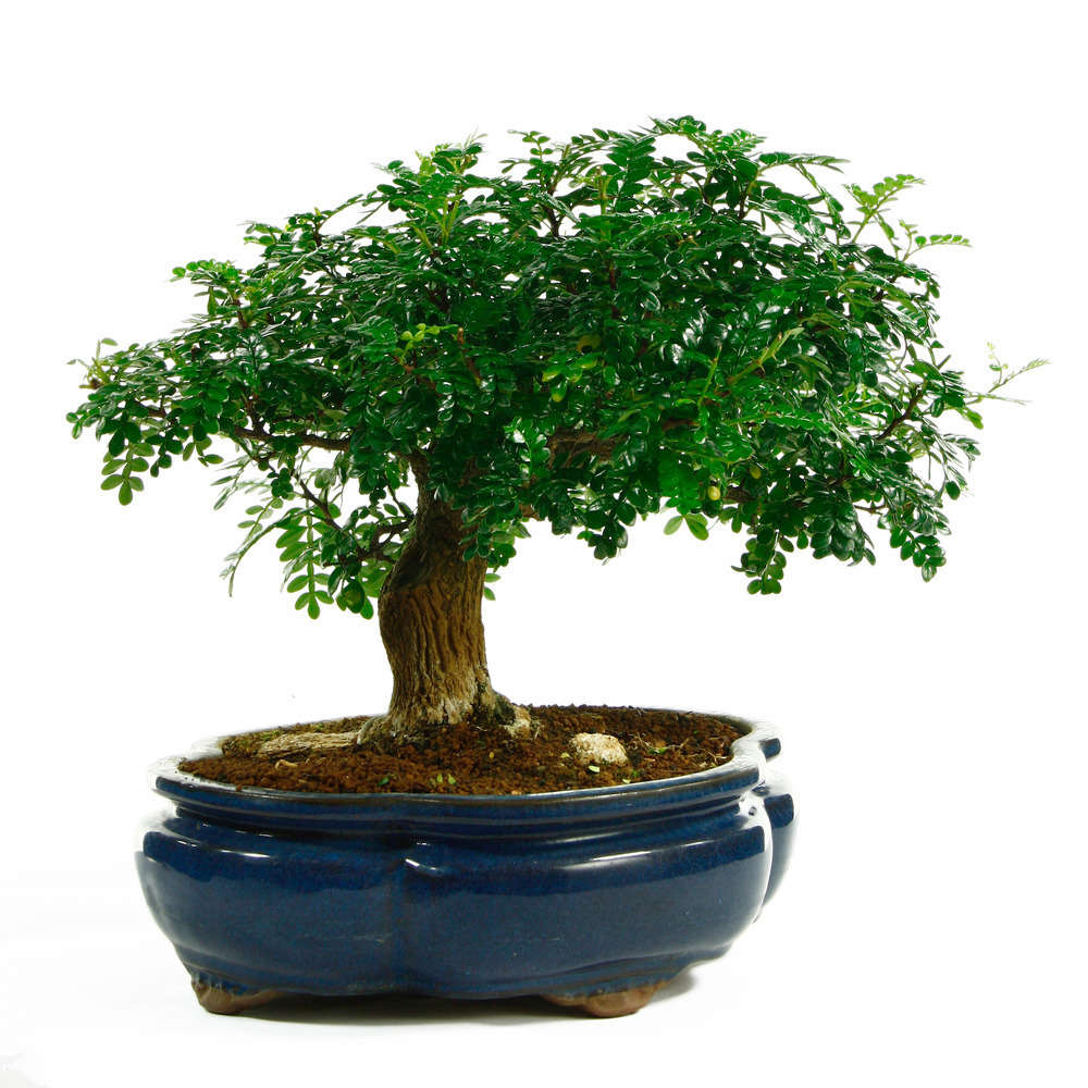 Bonsaï Poivrier :7-9 ans étage