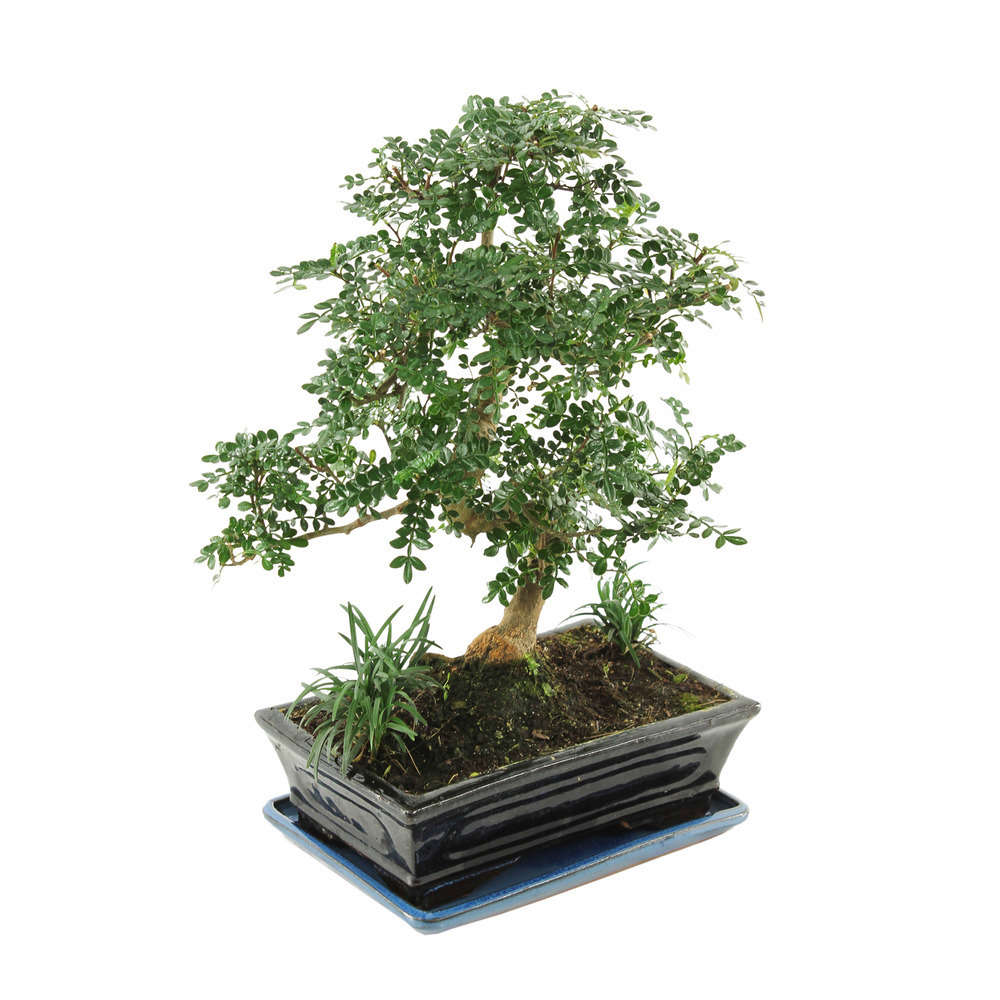 Bonsaï Poivrier :10-12 ans étage