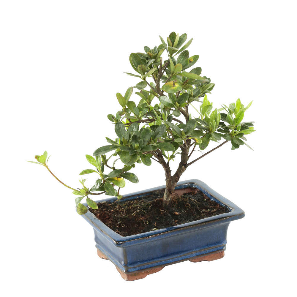 Bonsaï Azalée: 5-6 ans étage