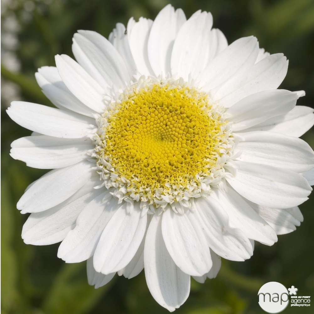 Leucanthemum : conteneur de 2,4 Litres