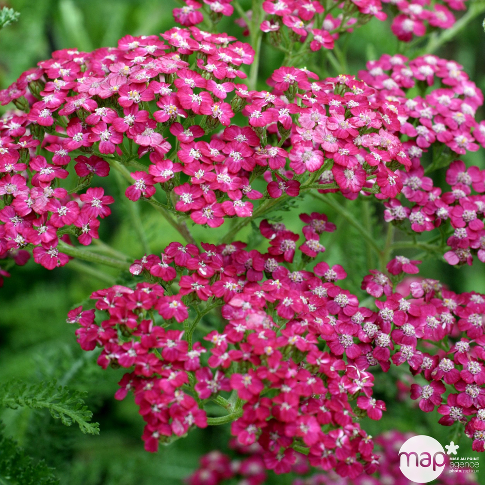 Achillée : conteneur de 2,4 L