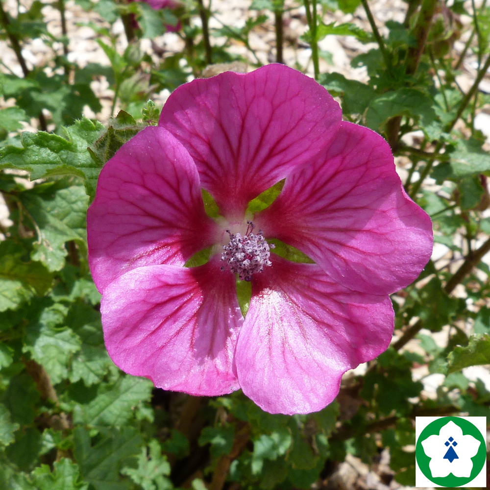 Anisodonthea 'Large Red':pot 3L