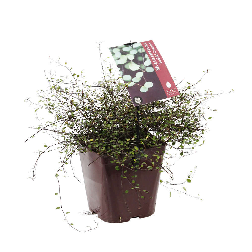 Muehlenbeckia : 3L
