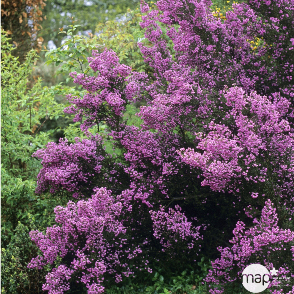 Erica mediterranea : conteneur de 5 litres