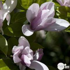 Magnolia George Henry Kern : hauteur 60 à 80 cm, conteneur de 5 L