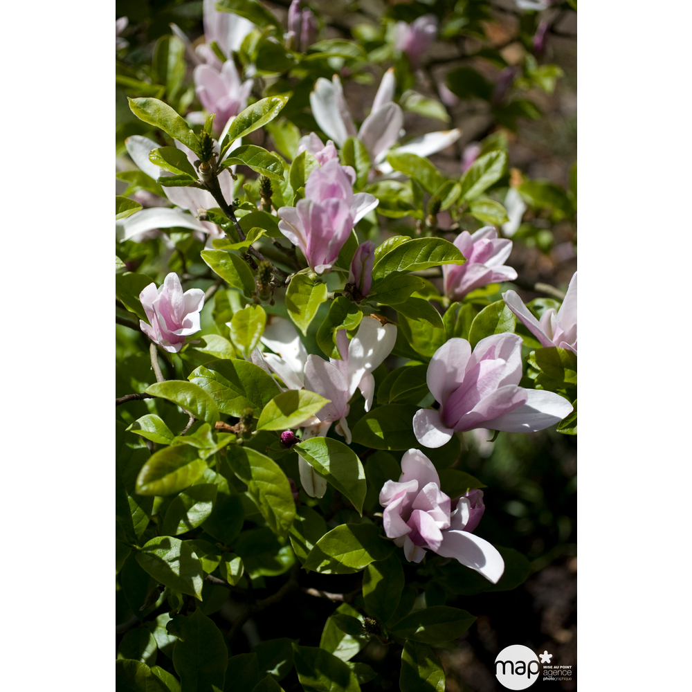 Magnolia George Henry Kern : hauteur 60 à 80 cm, conteneur de 5 L