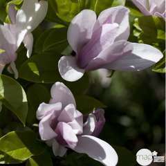 Magnolia George Henry Kern : hauteur 100 à 125 cm, conteneur de 10 L