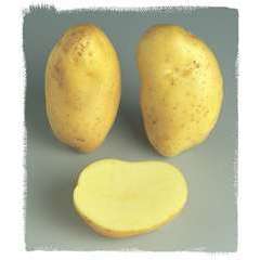 Plants de pommes de terre 'La Bonnotte' en filet x25