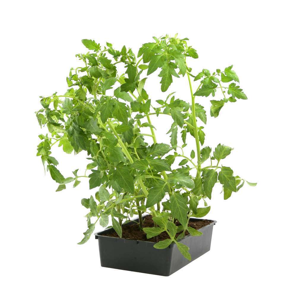 Plants de tomates 'Gourmandia' F1 : barquette de 6 plants