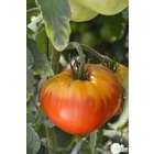 Plant de tomate 'Gourmandia' F1 : pot de 0,5 litre