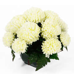 Coupe de chrysanthèmes artificiels, 14 têtes - Blanc