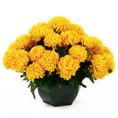 Coupe de chrysanthèmes artificiels, 28 fleurs - Jaune