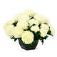 Coupe de chrysanthèmes artificiels, 28 fleurs- Blanc