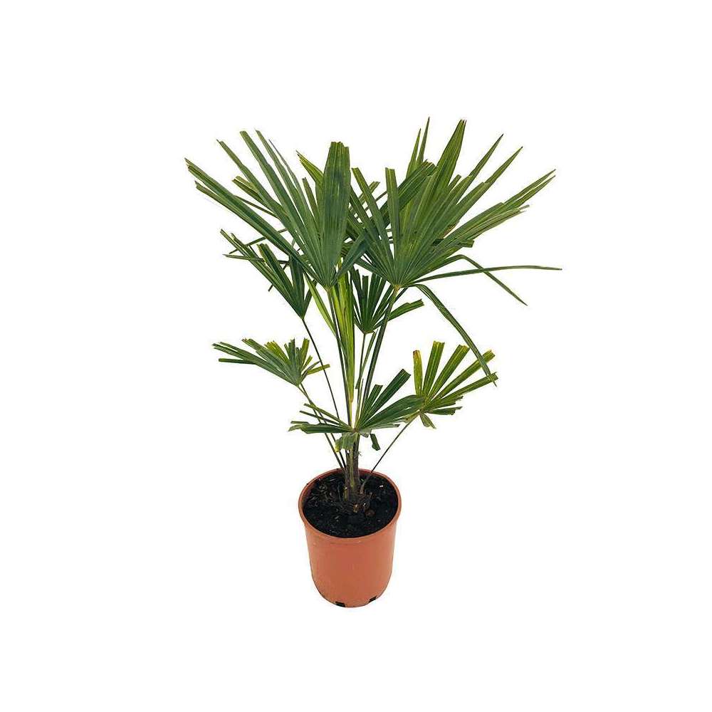 Trachycarpus fortunei : C7L
