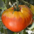 Plants de tomates 'Gourmandia' F1 : barquette de 3 plants