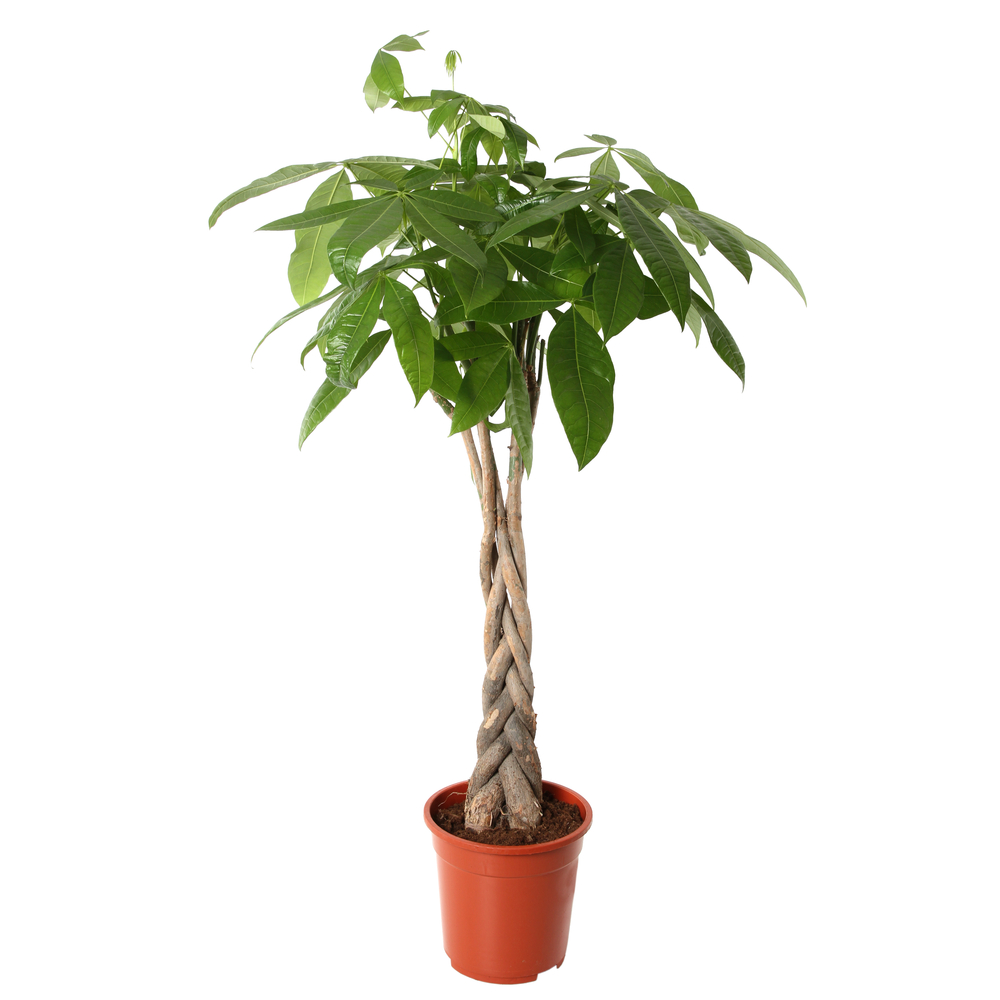 Pachira Aquatica : H110/120cm, Pot Ø 20cm