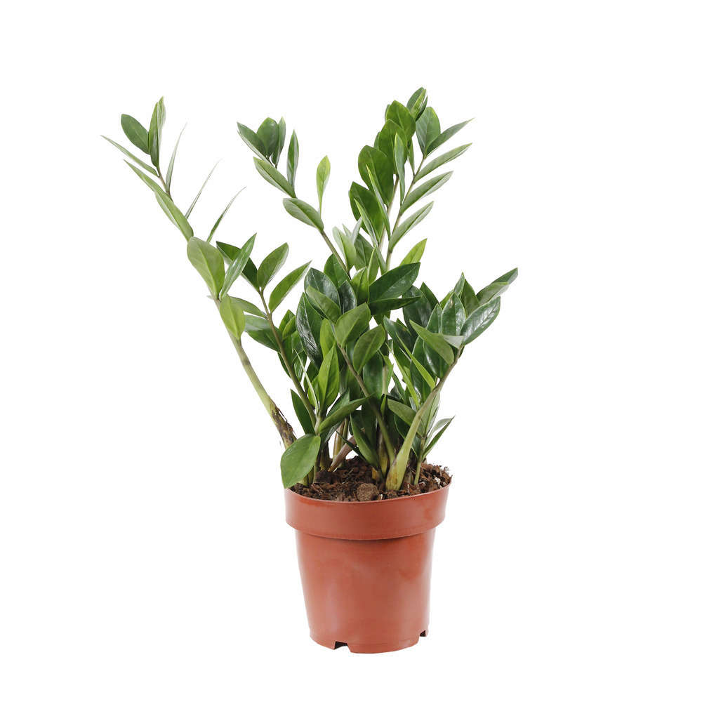 Zamioculcas : pot Diamètre 17 cm