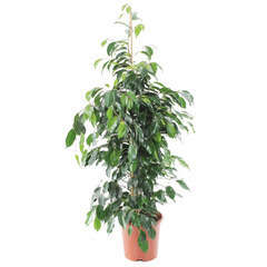 Ficus Benjamina Danielle : H100/110cm, D20cm