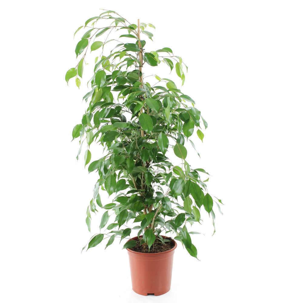 Ficus benj exotica 90/100, pot d.21cm