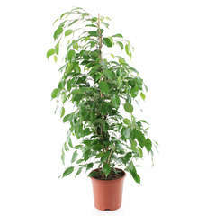 Ficus benj exotica 90/100, pot d.21cm