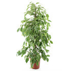 Ficus Benjamina Goldking : H90/100cm, D20cm