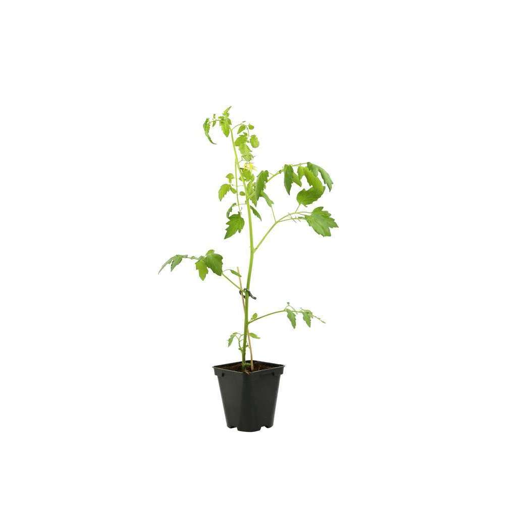 Tomate potiron Ecarlate: pot de diamÃštre 9cm