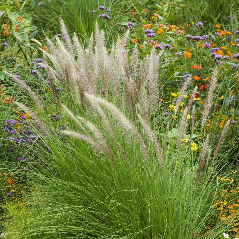 Pennisetum:pot 3L