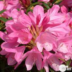 Rhododendron x 'Graziella':H 40/50 cm conteneur 7 litres