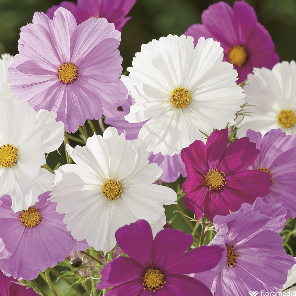 Cosmos : conteneur de 2,5 litres