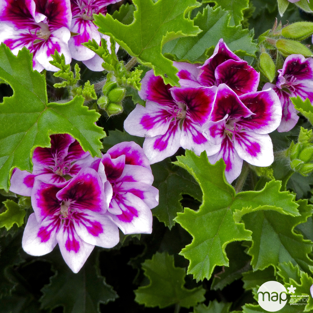 Pelargonium 'Angel Parfum' : pot D.12cm